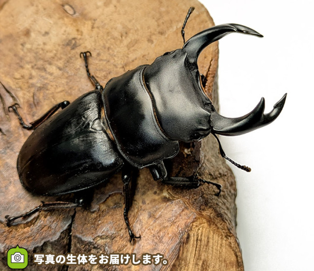 国産オオクワガタ　販売　通販　専門店　購入