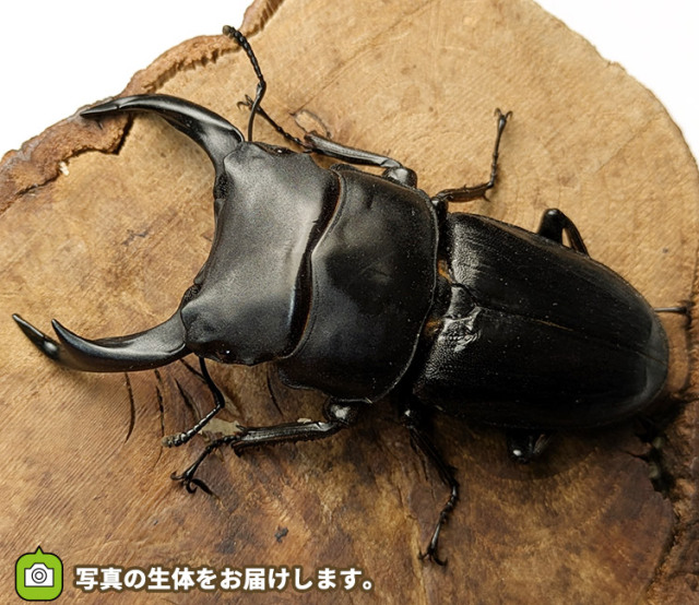 国産オオクワガタ　販売　通販　専門店　購入