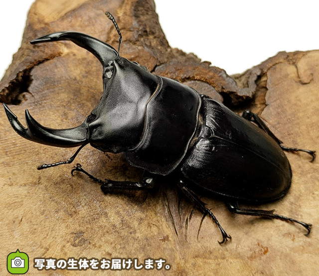 国産オオクワガタ　販売　通販　専門店　購入