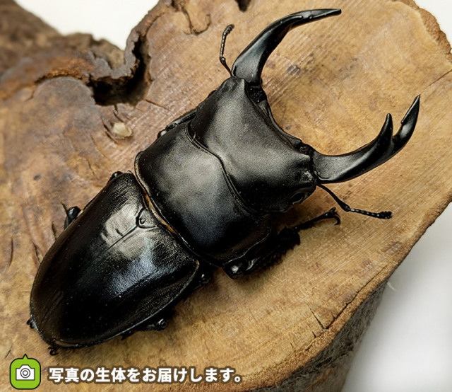 国産オオクワガタ　販売　通販　専門店　購入