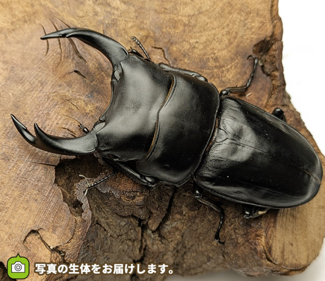 国産オオクワガタ　販売　通販　専門店　購入