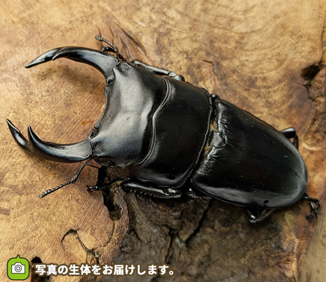 国産オオクワガタ　販売　通販　専門店　購入
