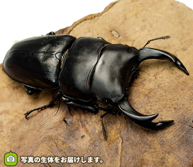 国産オオクワガタ　販売　通販　専門店　購入