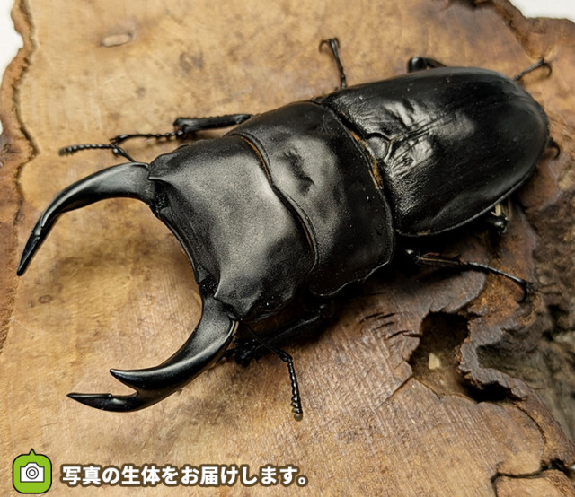 国産オオクワガタ　販売　通販　専門店　購入