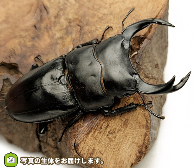 国産オオクワガタ　販売　通販　専門店　購入