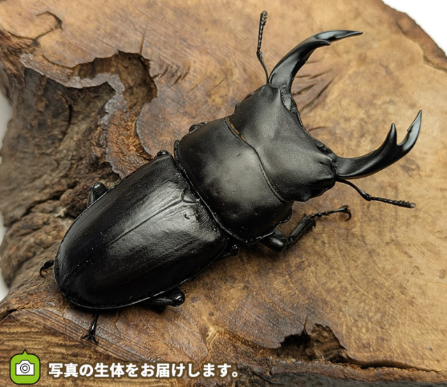 【別売り可能】1ペア オオムラサキ（四川省/中国） 国産オオクワガタ長野県産ペア販売│ビートルファーム