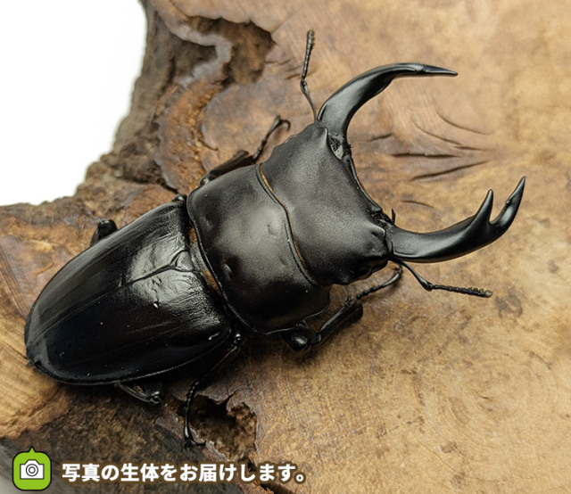 国産オオクワガタ　長野県産　販売　通販　専門店　購入