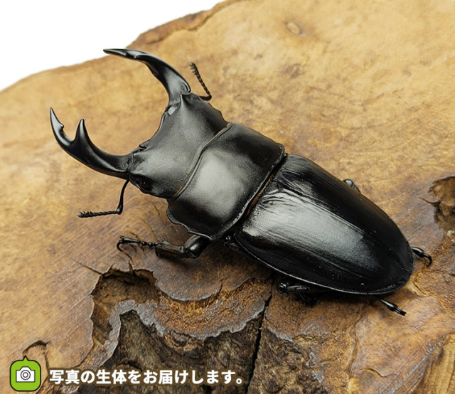 国産オオクワガタ　新潟県中魚沼郡産　販売　通販　専門店　購入