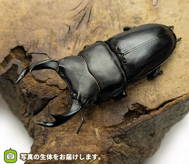 国産オオクワガタ　新潟県中魚沼郡産　販売　通販　専門店　購入