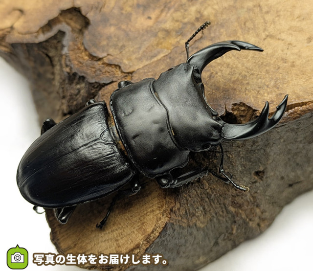 国産オオクワガタ　新潟県中魚沼郡産　販売　通販　専門店　購入