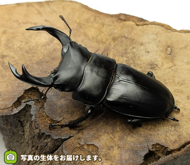 国産オオクワガタ　新潟県中魚沼郡産　販売　通販　専門店　購入