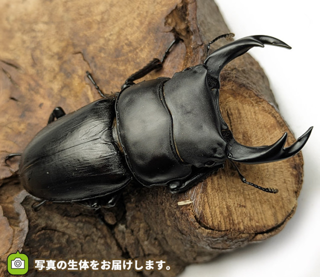 国産オオクワガタ　新潟県中魚沼郡産　販売　通販　専門店　購入