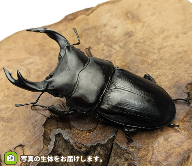 国産オオクワガタ　新潟県中魚沼郡産　販売　通販　専門店　購入