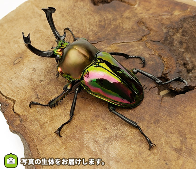 ニジイロクワガタ　販売　通販　専門店　購入