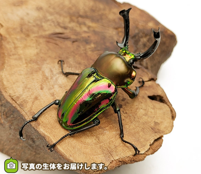 ニジイロクワガタ　販売　通販　専門店　購入