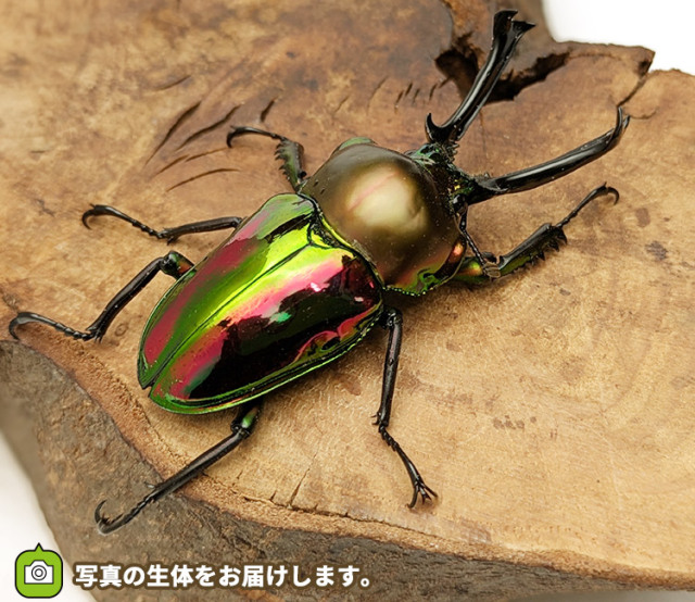 ニジイロクワガタ　販売　通販　専門店　購入