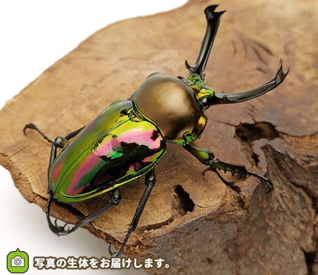 ニジイロクワガタ　販売　通販　専門店　購入
