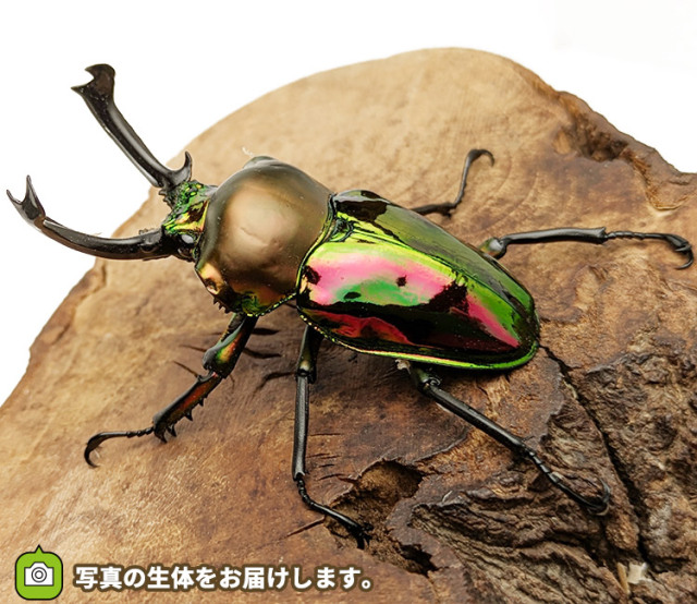 ニジイロクワガタ　販売　通販　専門店　購入