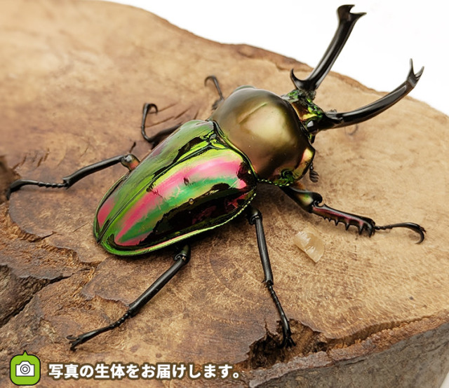 ニジイロクワガタ　販売　通販　専門店　購入