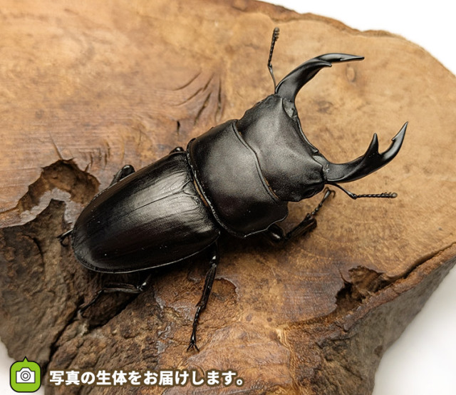 国産オオクワガタ　山形県小国町産　販売　通販　専門店　購入