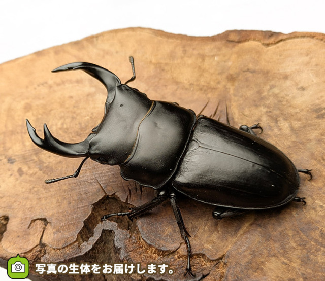 山形県産 オオクワガタ 天然 WILD ペア