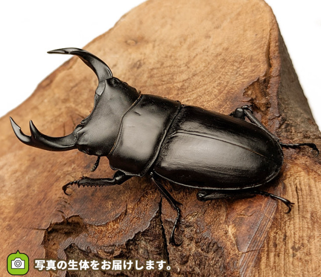 国産オオクワガタ　山形県小国町産　販売　通販　専門店　購入