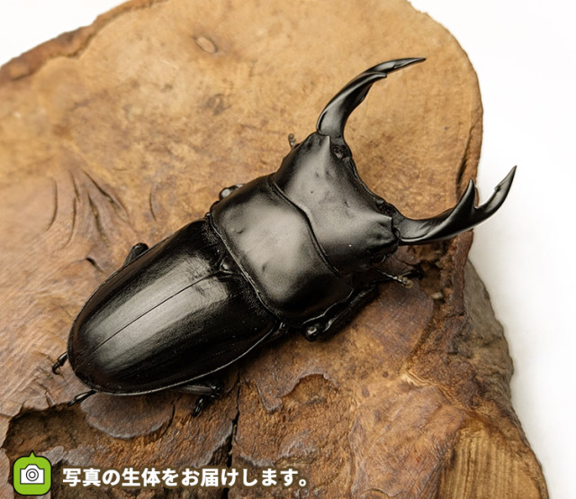 国産オオクワガタ　山形県小国町産　販売　通販　専門店　購入