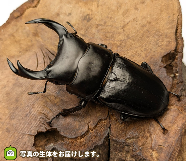 国産オオクワガタ　山形県小国町産　販売　通販　専門店　購入