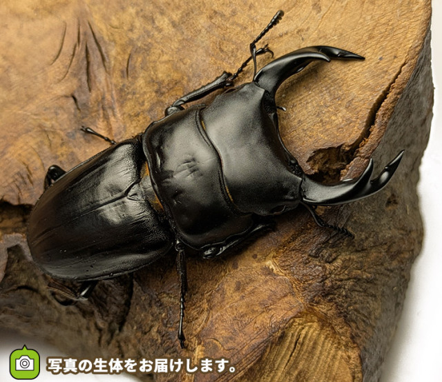 国産オオクワガタ　山形県小国町産　販売　通販　専門店　購入