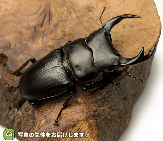 国産オオクワガタ　山形県小国町産　販売　通販　専門店　購入