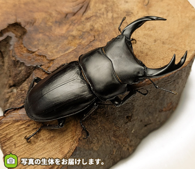 国産オオクワガタ　山形県小国町産　販売　通販　専門店　購入