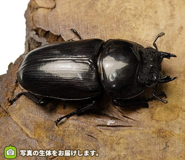 国産オオクワガタ　メス単品　販売　通販　専門店　購入