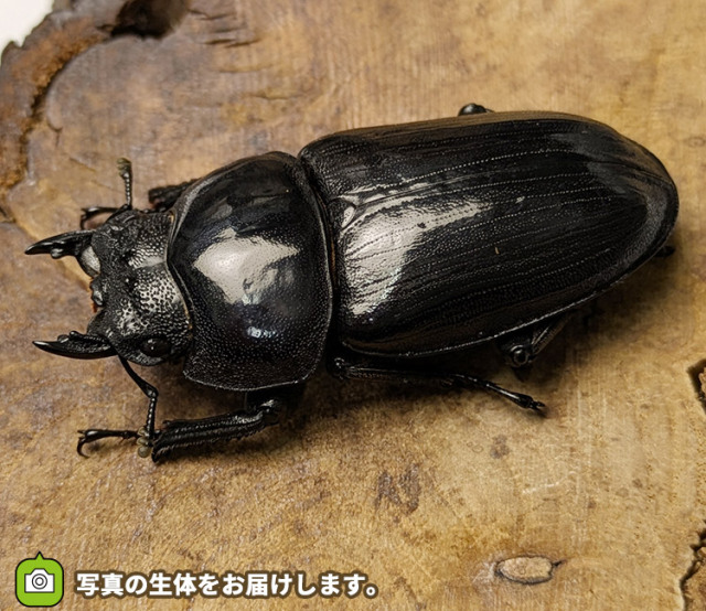 国産オオクワガタ　メス単品　販売　通販　専門店　購入