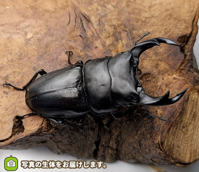 国産オオクワガタ　岩手県奥州市産　販売　通販　専門店　購入