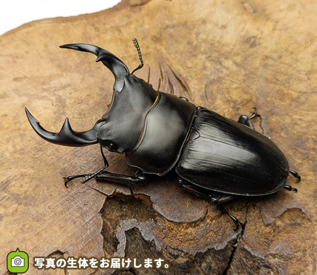 国産オオクワガタ　秋田県仙北市産　販売　通販　専門店　購入