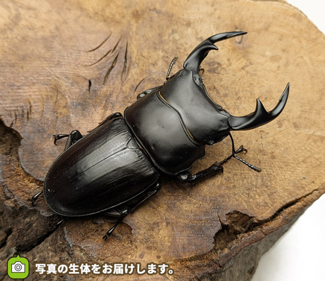 国産オオクワガタ　秋田県仙北市産　販売　通販　専門店　購入