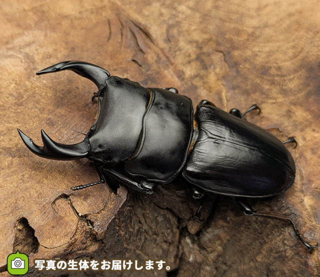 国産オオクワガタ　秋田県仙北市産　販売　通販　専門店　購入