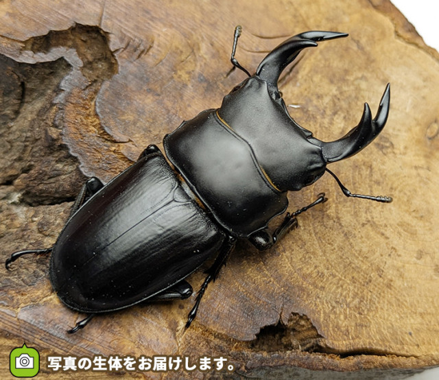 国産オオクワガタ　秋田県仙北市産　販売　通販　専門店　購入