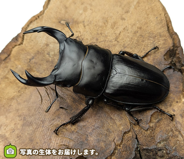 国産オオクワガタ　秋田県仙北市産　販売　通販　専門店　購入