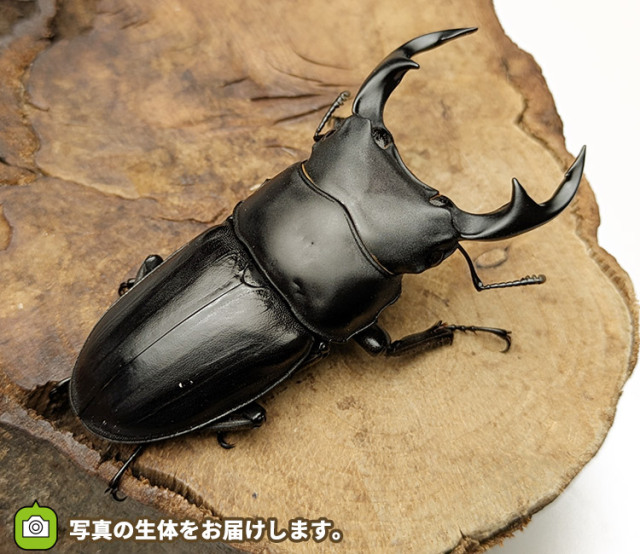 国産オオクワガタ　秋田県仙北市産　販売　通販　専門店　購入