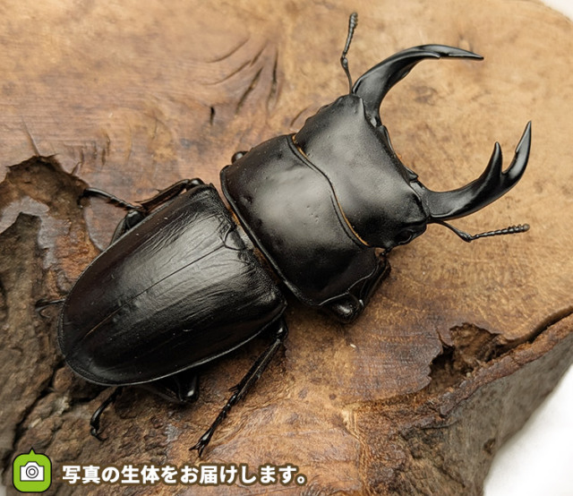 国産オオクワガタ　秋田県仙北市産　販売　通販　専門店　購入