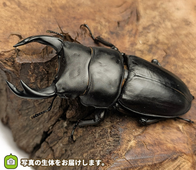 国産オオクワガタ　秋田県仙北市産　販売　通販　専門店　購入