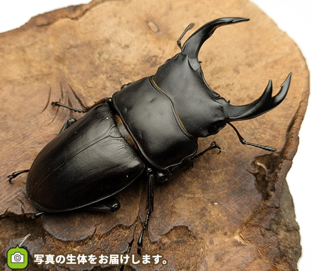 国産オオクワガタ　秋田県仙北市産　販売　通販　専門店　購入