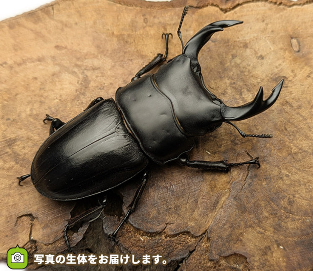 国産オオクワガタ　秋田県仙北市産　販売　通販　専門店　購入