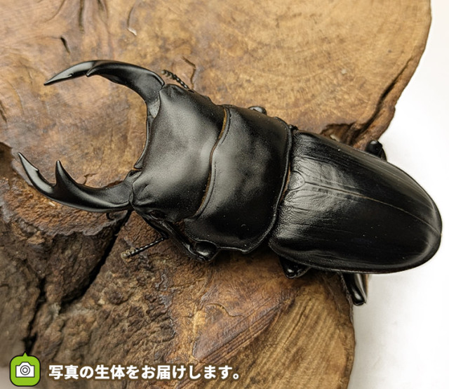 国産オオクワガタ　秋田県仙北市産　販売　通販　専門店　購入