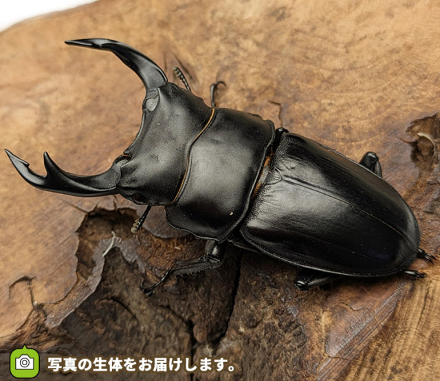 国産オオクワガタ　秋田県仙北市産　販売　通販　専門店　購入