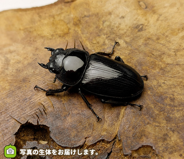 国産オオクワガタ　メス単品　販売　通販　専門店　購入