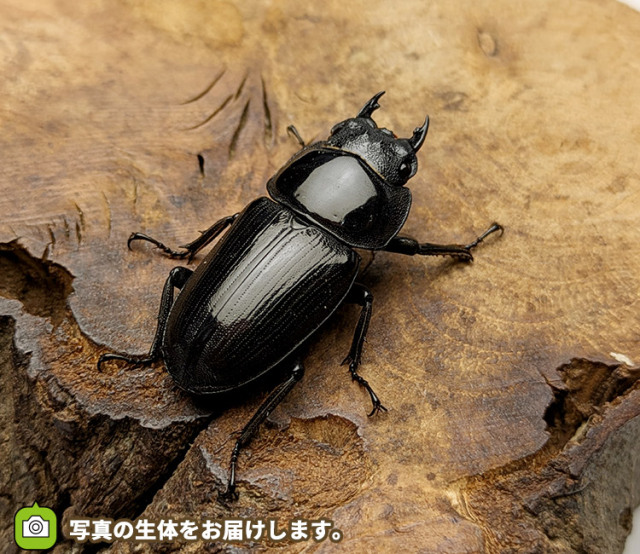 国産オオクワガタ　メス単品　販売　通販　専門店　購入