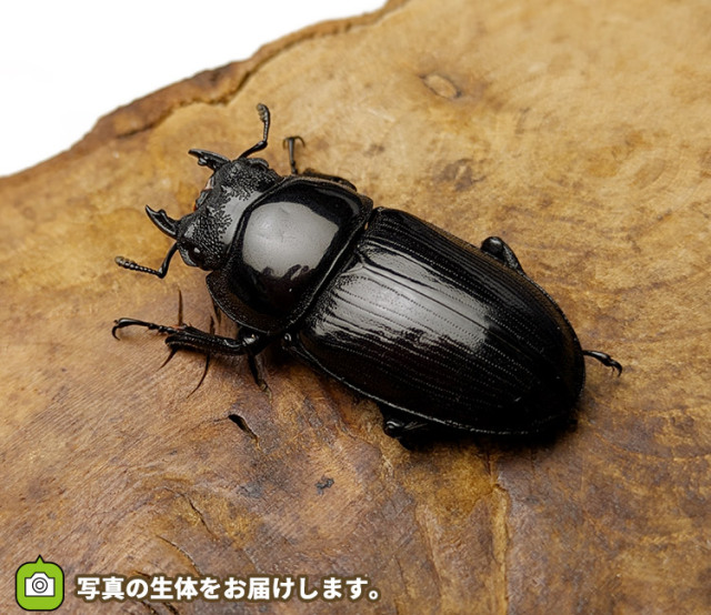国産オオクワガタ　メス単品　販売　通販　専門店　購入