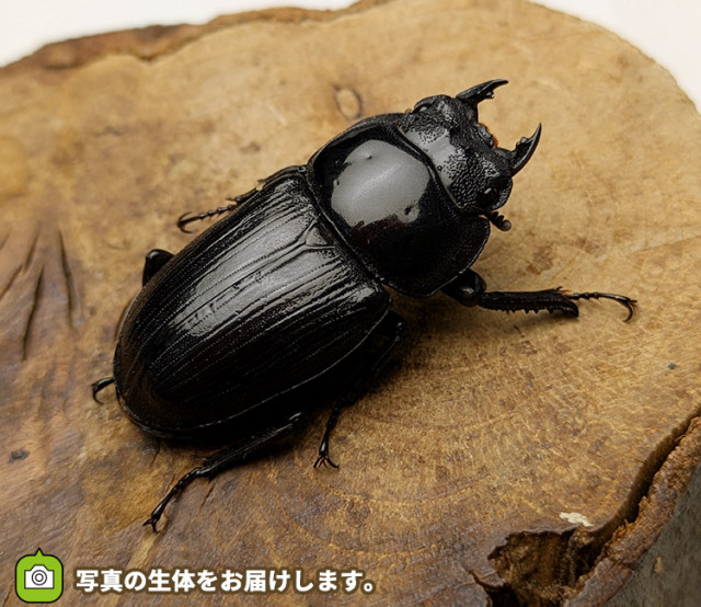 国産オオクワガタ　メス単品　販売　通販　専門店　購入